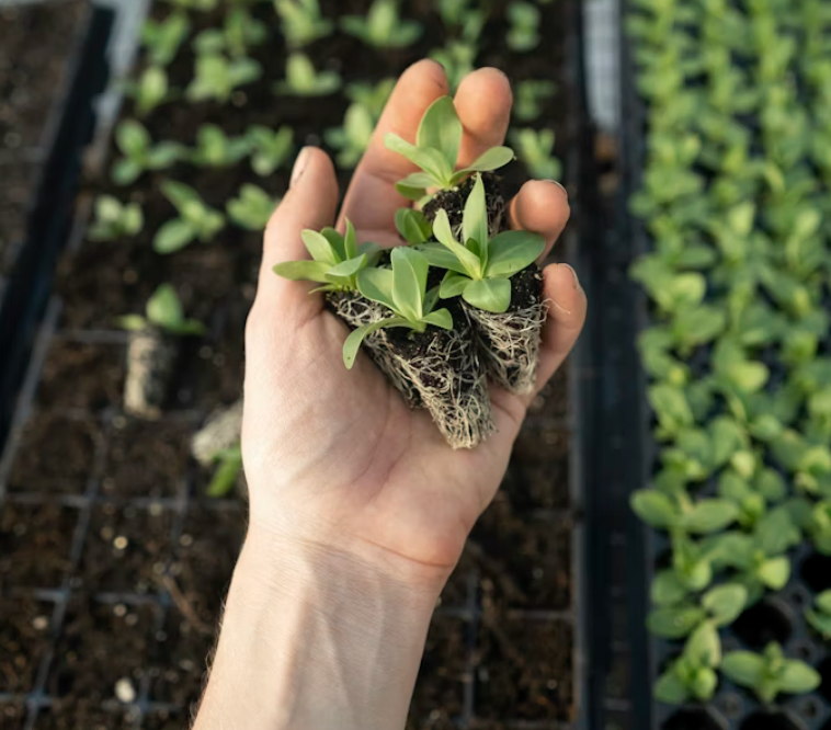 Vegetables pH & TDS/PPM Requirements