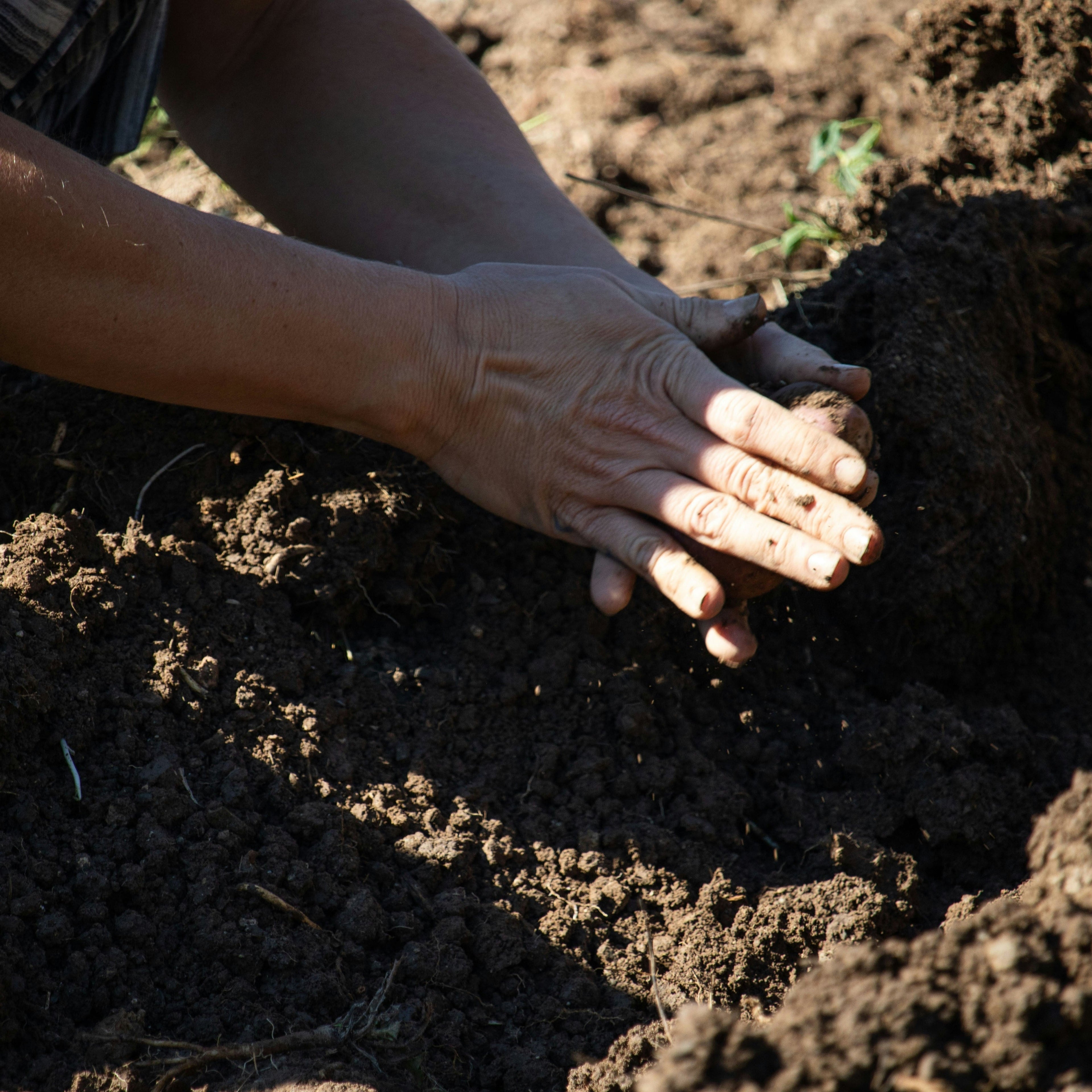 The Ultimate Guide to Different Types of Soil (And Why It Matters for Your Garden)