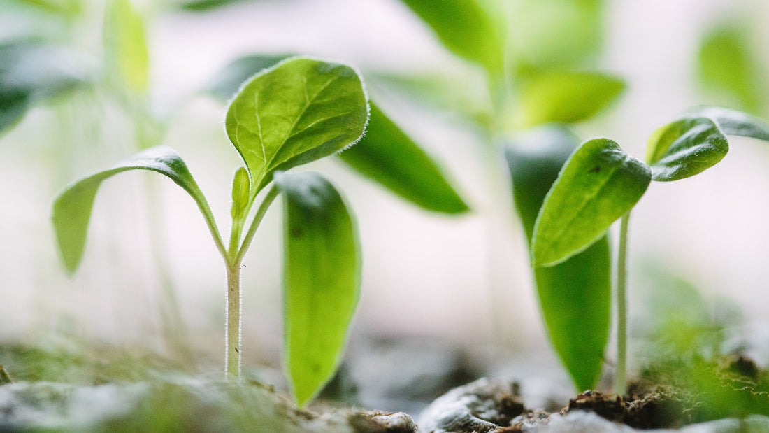 Rows of young green seedlings in dark soil, healthy growth compared with leggy seedlings