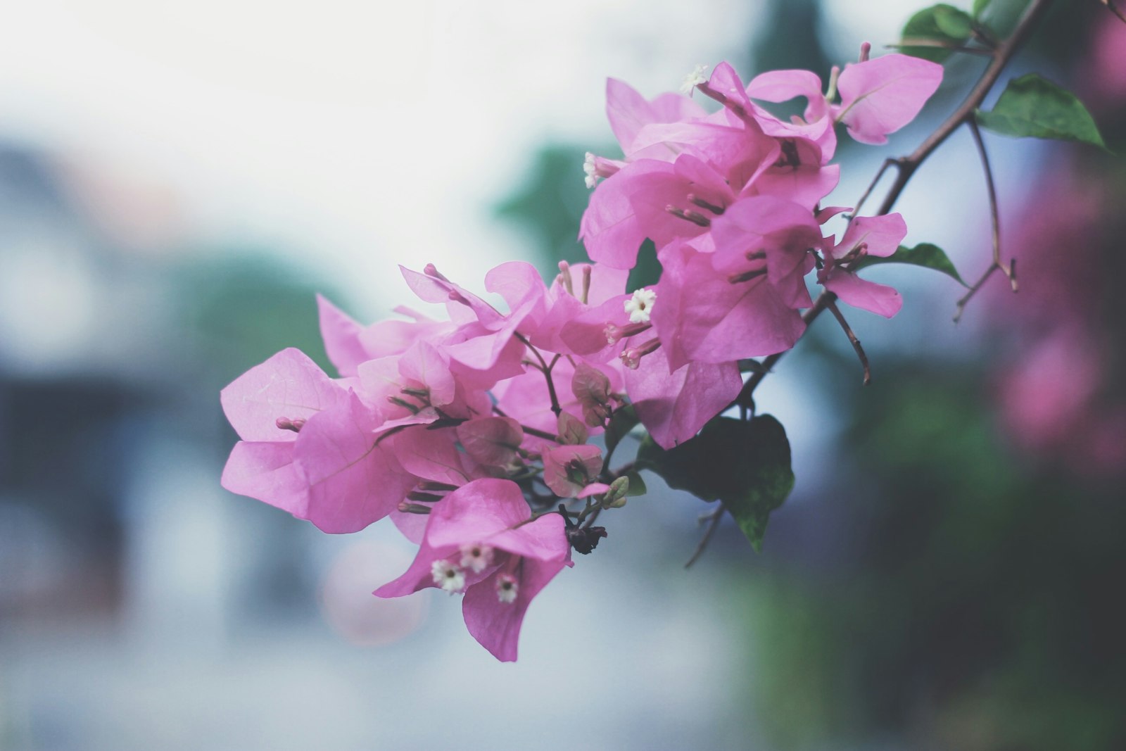 Flowering plants that bloom all year in the Philippines, pink bougainvillea in full bloom over a garden wall