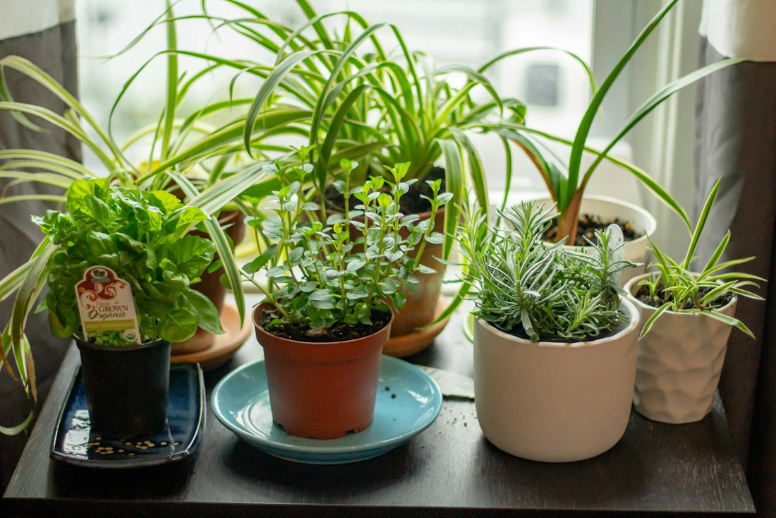 Potted herb garden of plants that repel mosquitoes in the Philippines