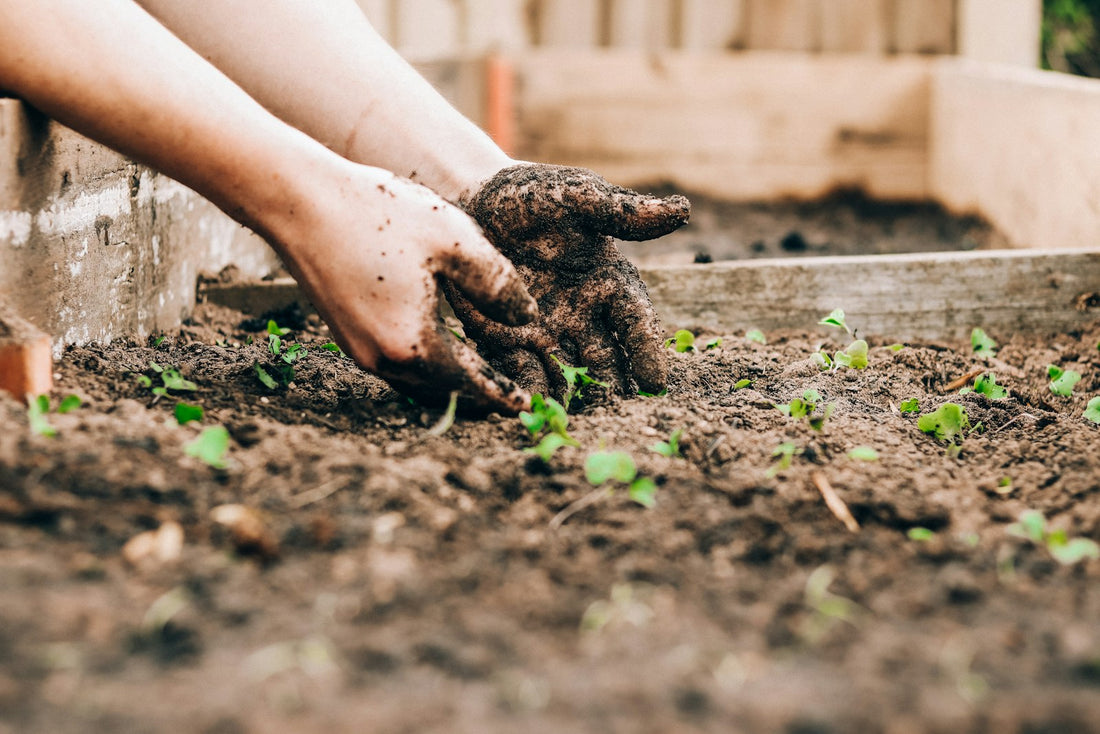 Hands planting seedlings in damp soil, vegetables to plant in the rainy season in the Philippines