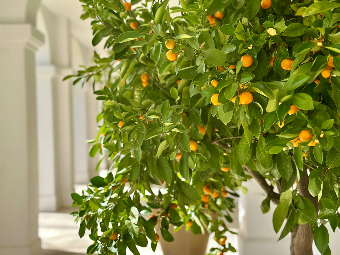 Potted citrus tree full of fruit, one of the fruit trees you can grow in pots at home in the Philippines