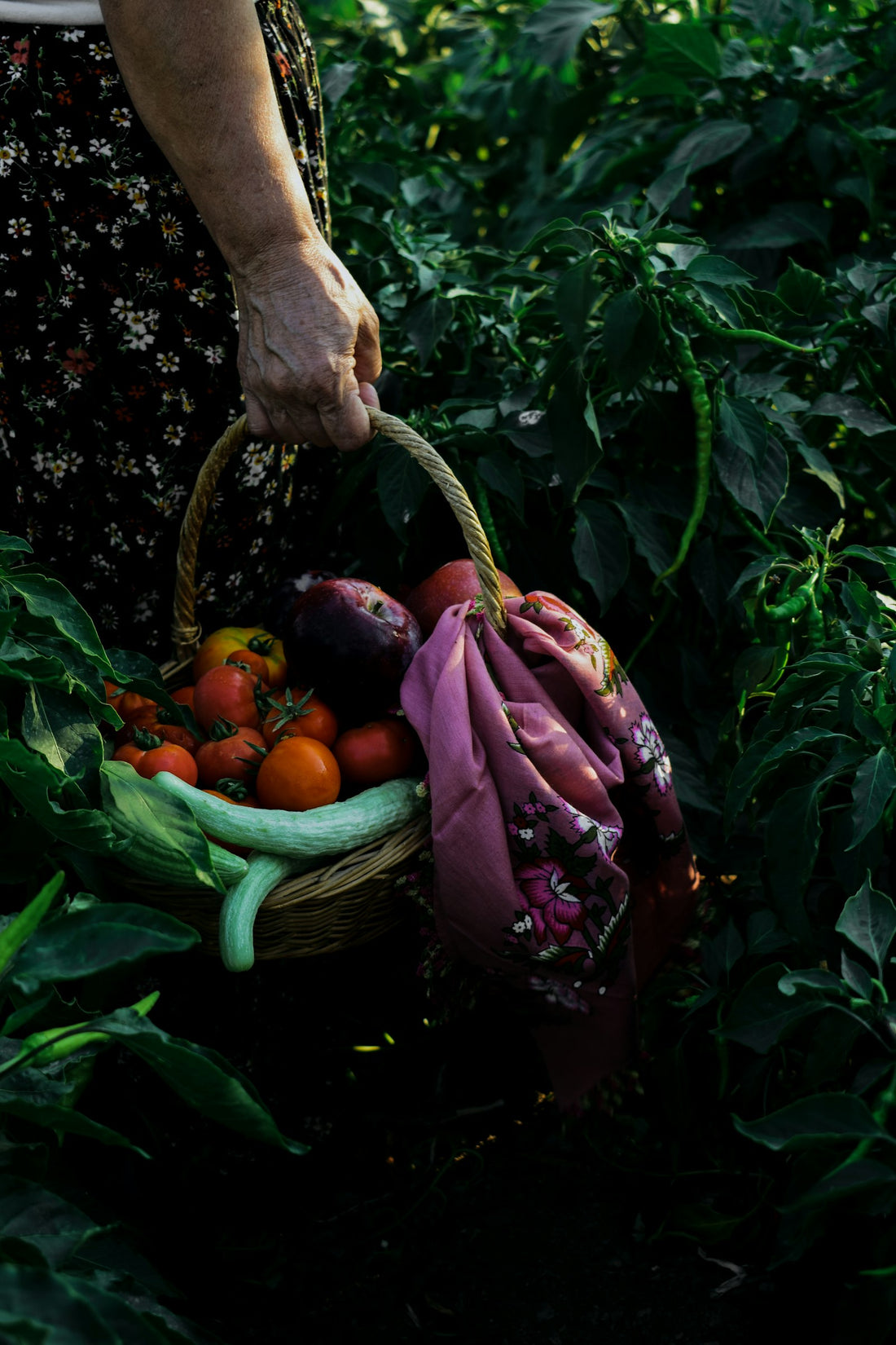 Fast-growing vegetables freshly harvested into a basket in the Philippines