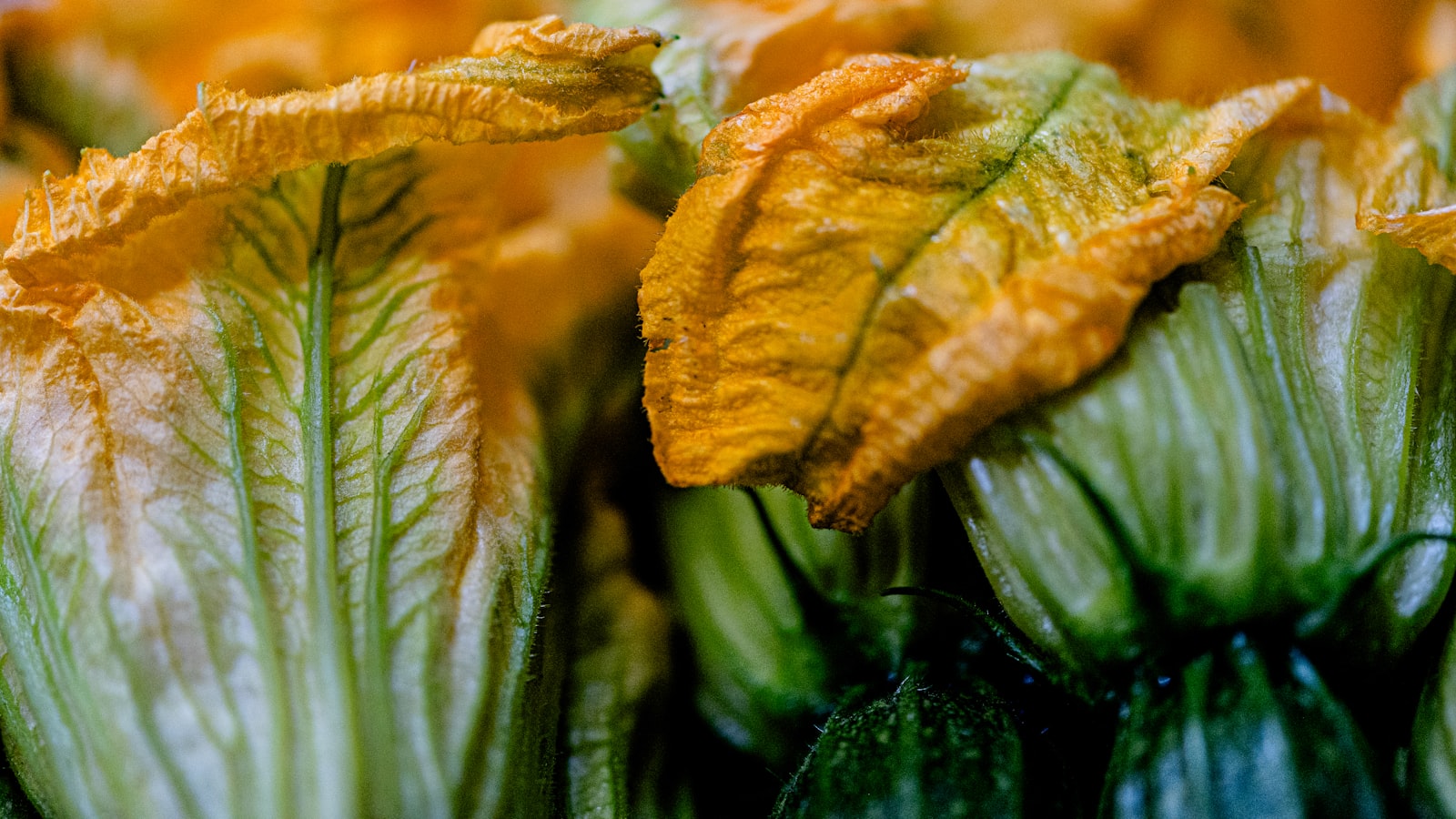 Yellow squash flowers on the vine, the stage where squash flowers fall off without fruit if they are not pollinated