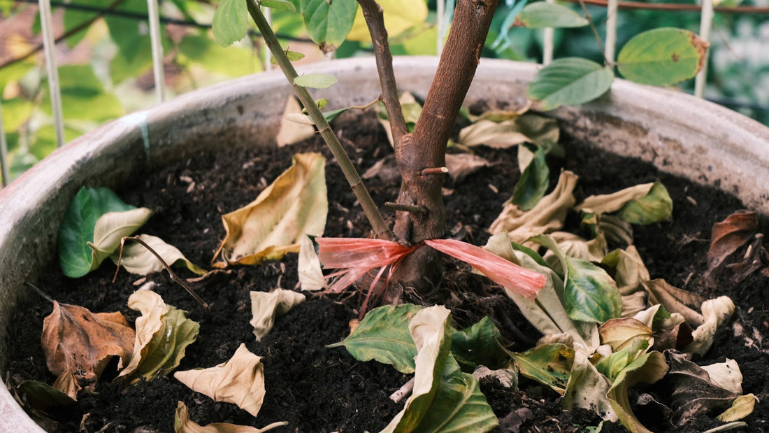 A potted plant with pale, drooping leaves, showing why plant leaves turn yellow during the rainy season
