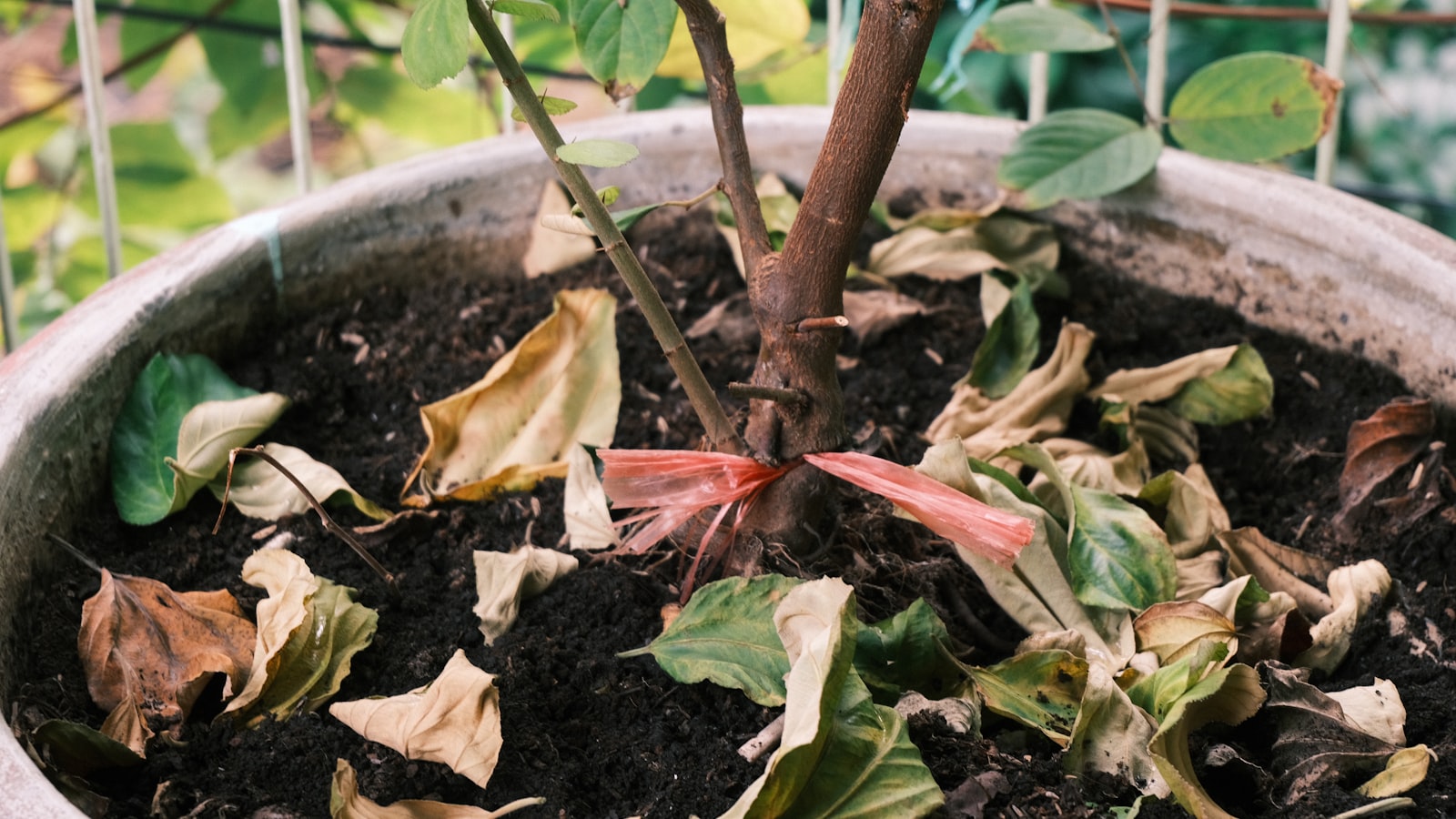 A potted plant with pale, drooping leaves, showing why plant leaves turn yellow during the rainy season