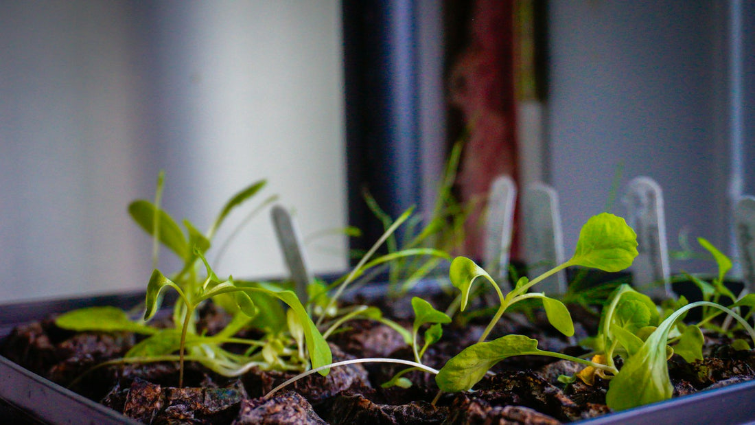 Labelled seedling tray showing what to plant in October in the Philippines