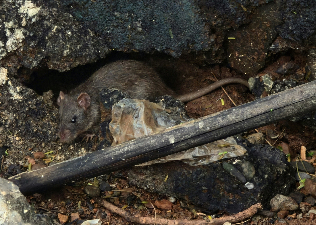 Zinc Phosphide: Powerful Rodent Control Solution for Garden & Farm Pest Problems
