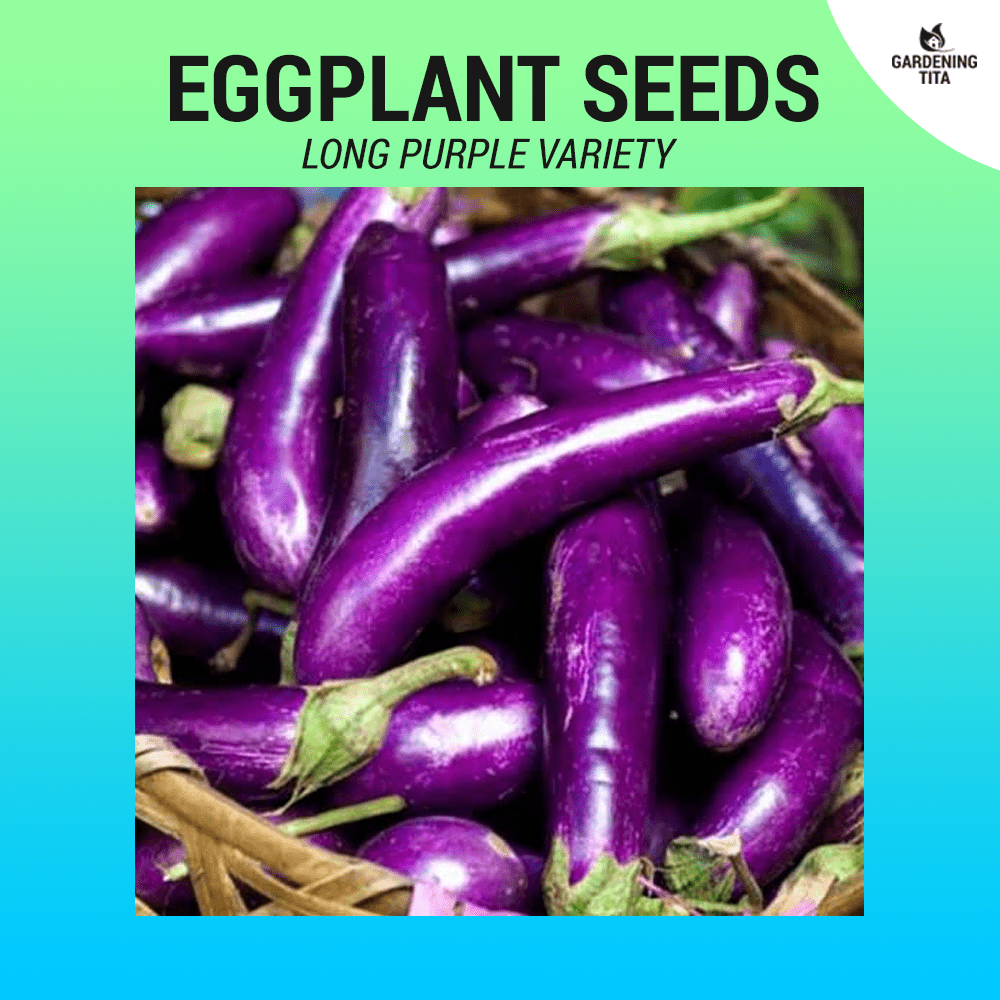 Eggplant Seeds ~105 pcs