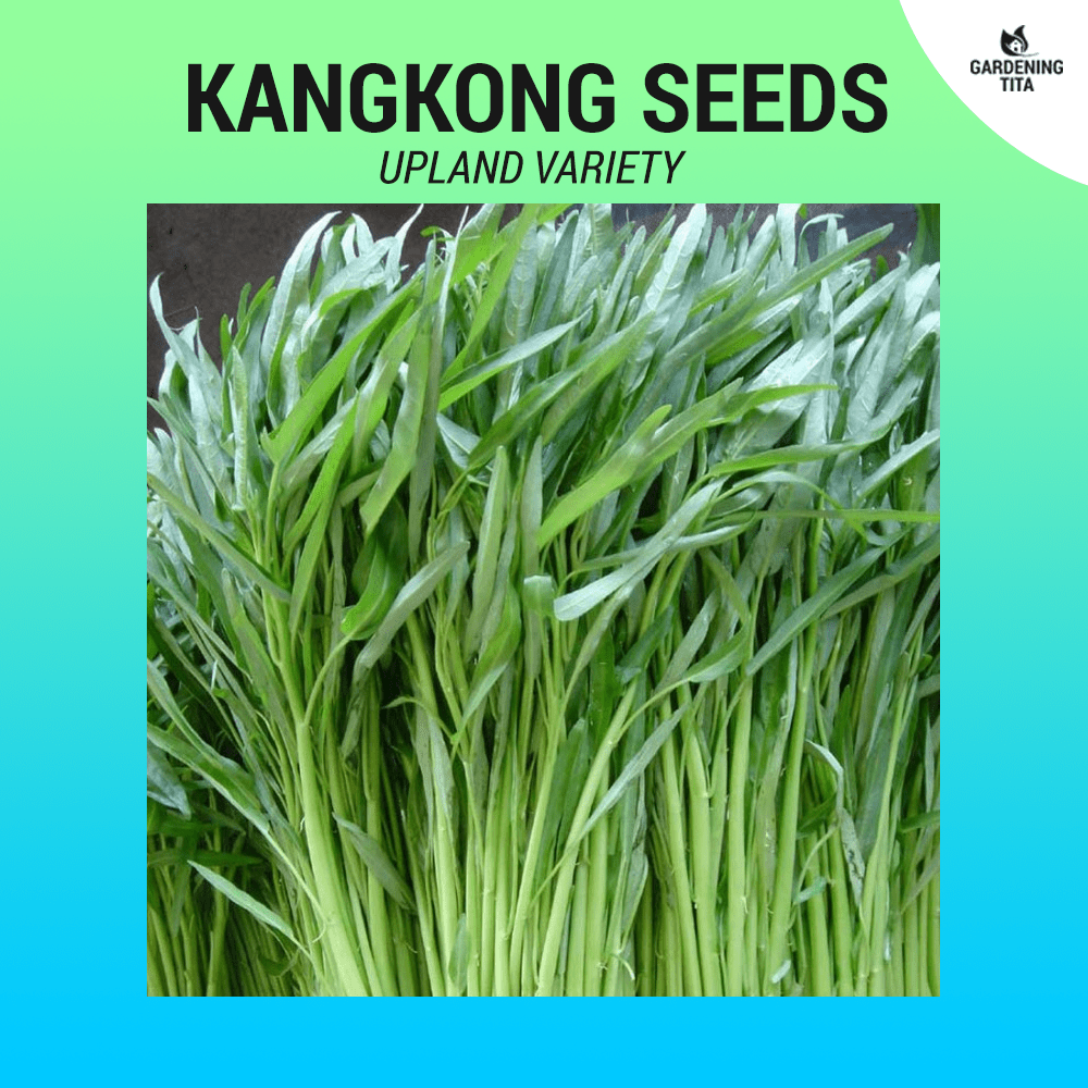 Kangkong (Upland) seeds ~100 pcs