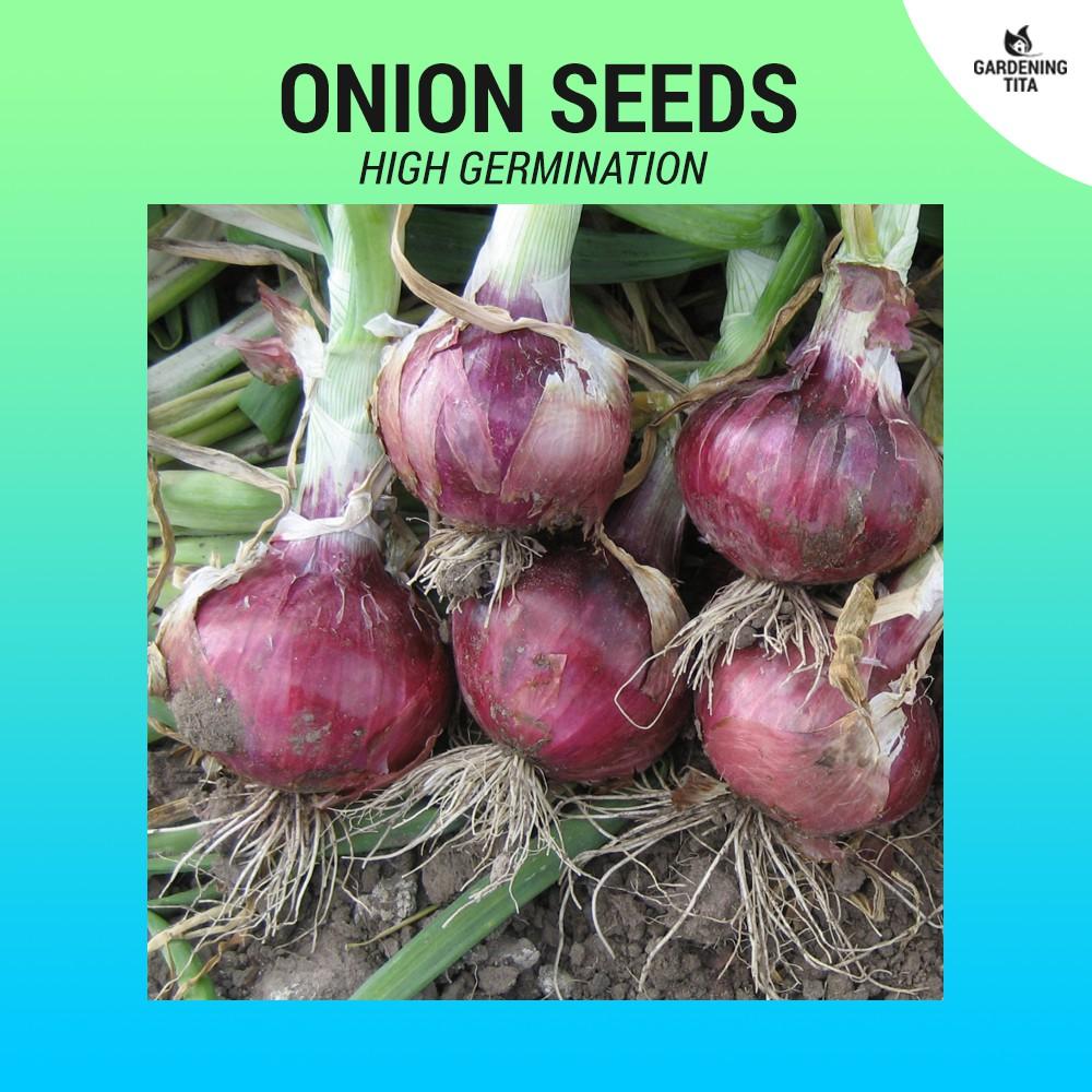 Red Onion Seeds (High Germination) 231 seeds