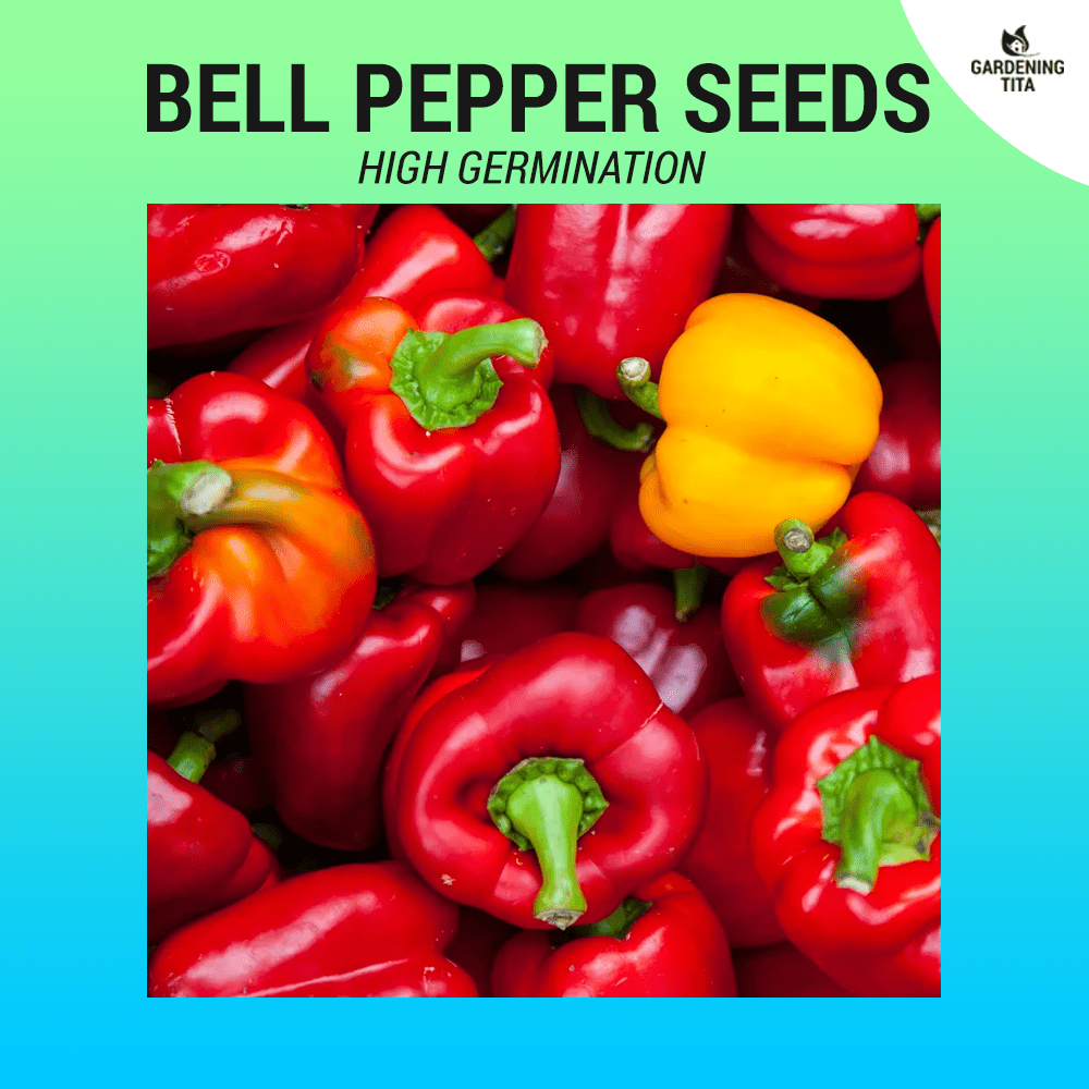 Bell Pepper seeds (High Germination) 34 seeds