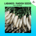 Labanos seeds (Fast Growing) ~125 pcs
