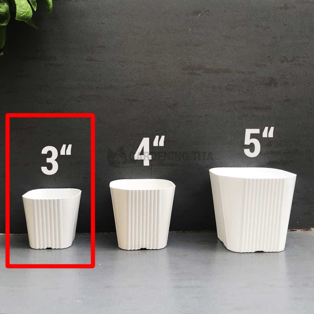 (1pc) White Corrugated pots for Cactus &amp; Succulents - 3 inches