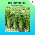 Celery Seeds ~900 pcs