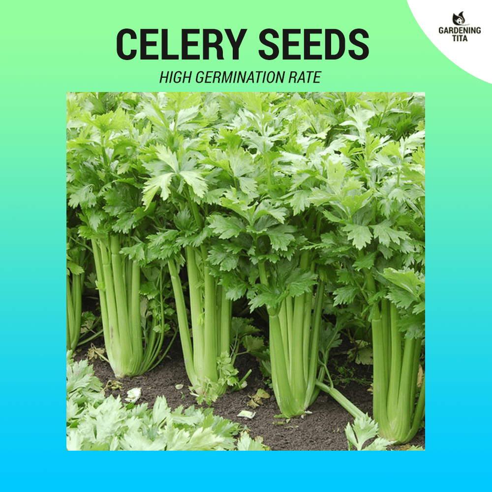 Celery Seeds ~900 pcs