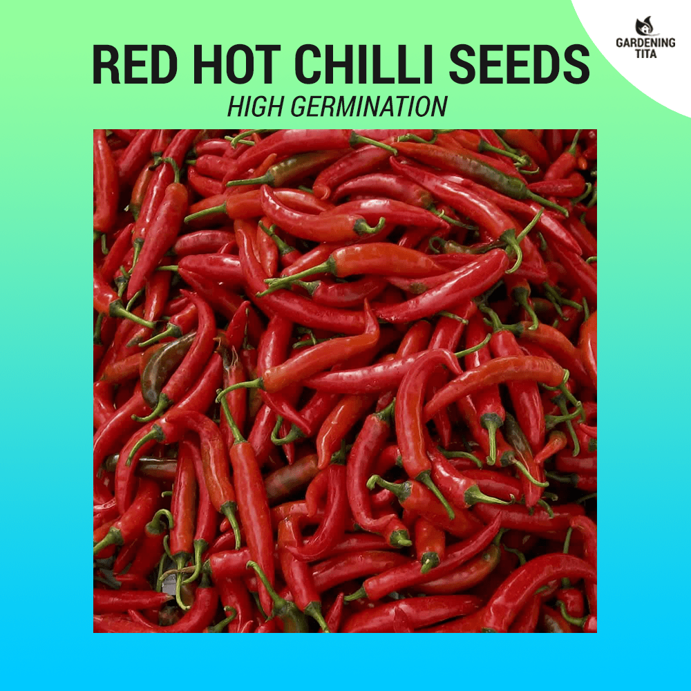 Red Hot Chilli seeds (Thai) ~58 pcs
