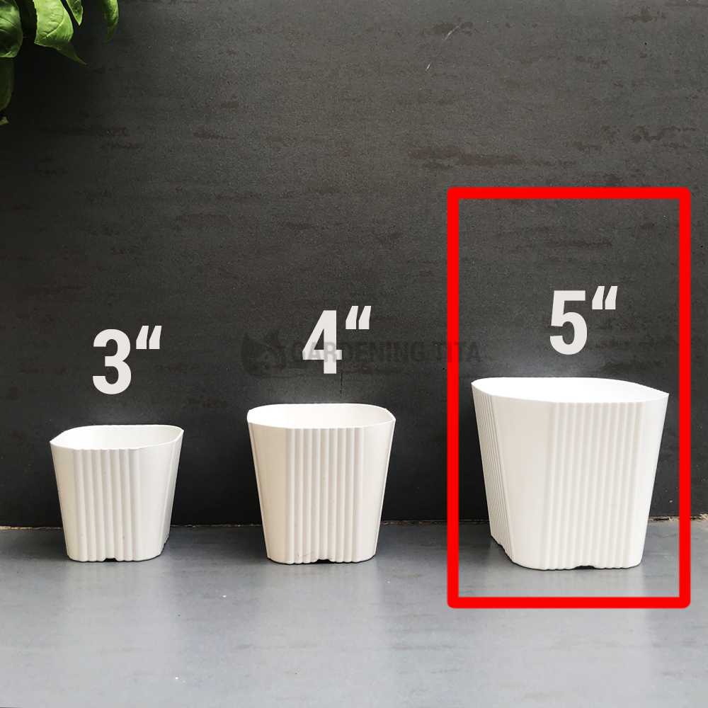 (1pc) White Corrugated pots for Cactus &amp; Succulents - 5 inches
