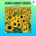Sunflower Seeds (Bouquet Type) ~15 seeds