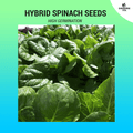 Hybrid Spinach Seeds ~80