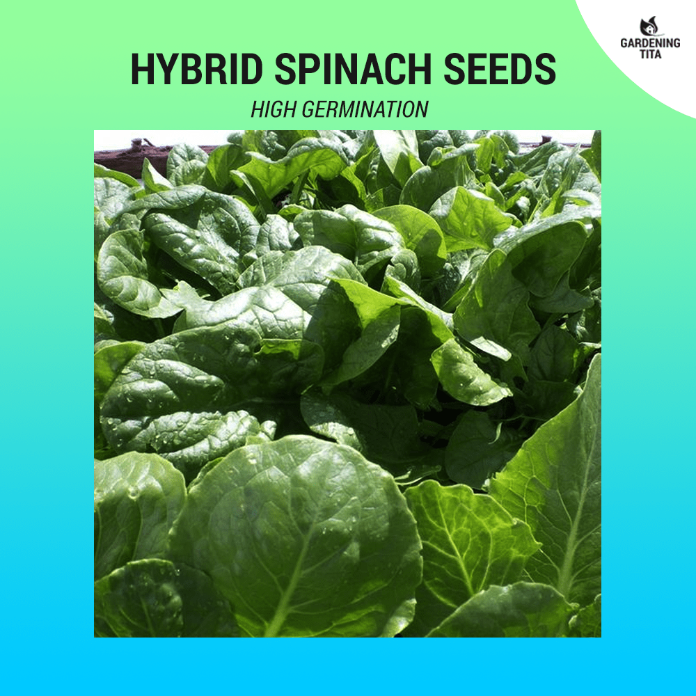Hybrid Spinach Seeds ~80