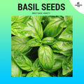 Basil Seeds ~200 pcs