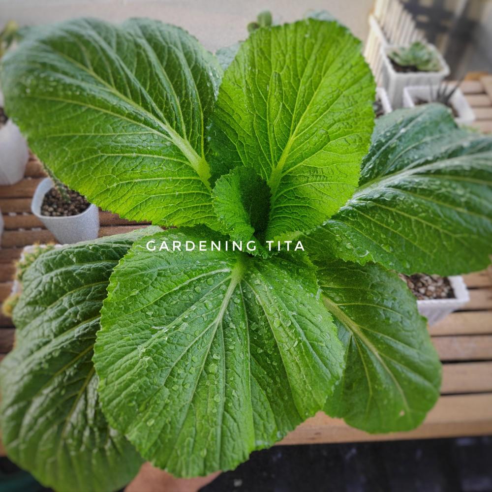 Ready To Use Organic Potting Mix for Plants &amp; Vegetables