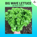 Lettuce Seeds (Big Wave - Green) - 500 seeds
