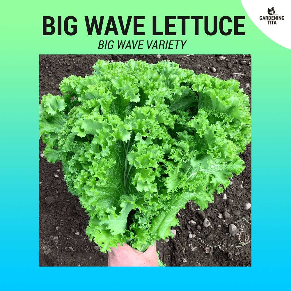Lettuce Seeds (Big Wave - Green) - 500 seeds