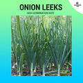 Onion Leek Seeds (High Germination) ~150 seeds