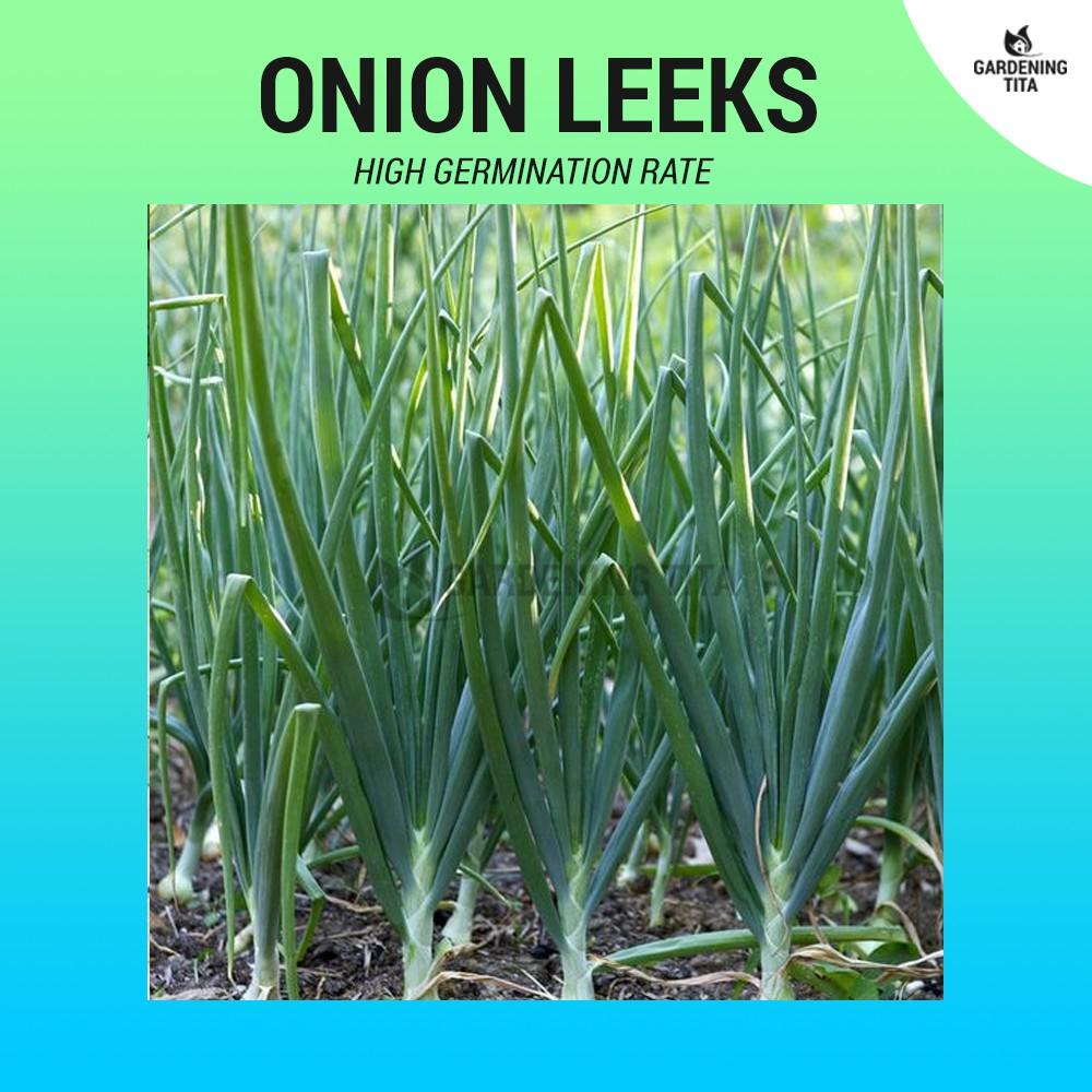 Onion Leek Seeds (High Germination) ~150 seeds