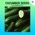 Cucumber Seeds ~30pcs