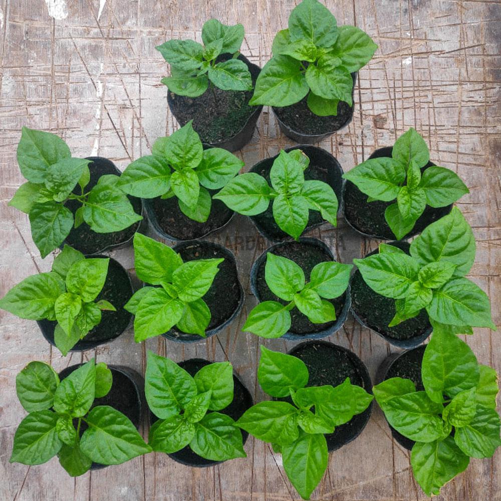 (~60 pcs) Authentic Red Carolina Reaper Seeds – World’s Hottest Pepper