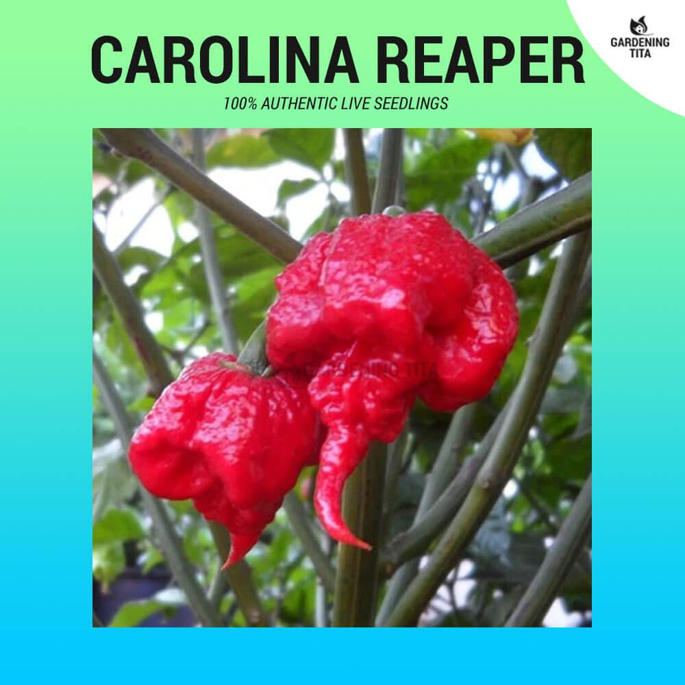 (~60 pcs) Authentic Red Carolina Reaper Seeds – World’s Hottest Pepper