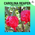 (~60 pcs) Authentic Red Carolina Reaper Seeds – World’s Hottest Pepper