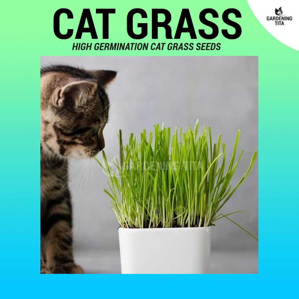 Organic Cat Grass Seeds - Non GMO (High Germination) ~20 seeds