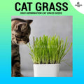 Organic Cat Grass Seeds - Non GMO (High Germination) ~20 seeds