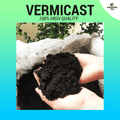 100% High Quality PURE VERMICAST / Organic Fertilizer - Worm Manure