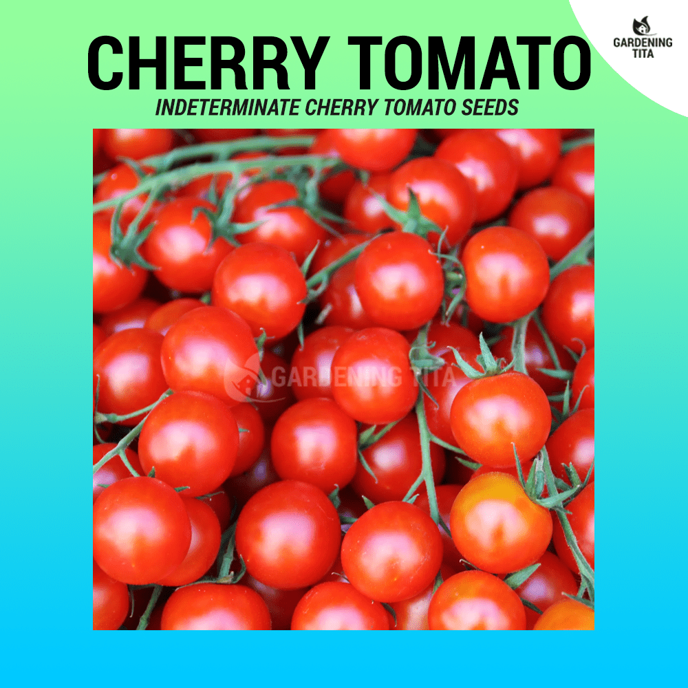 Cherry tomato seeds for planting (~150 seeds) - Gardening Tita