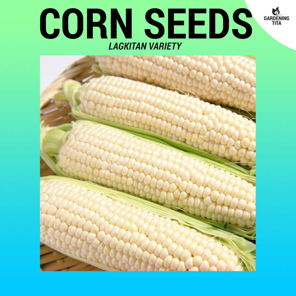 Corn Seeds (Lagkitan) ~20 seeds