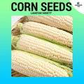 Corn Seeds (Lagkitan) ~20 seeds