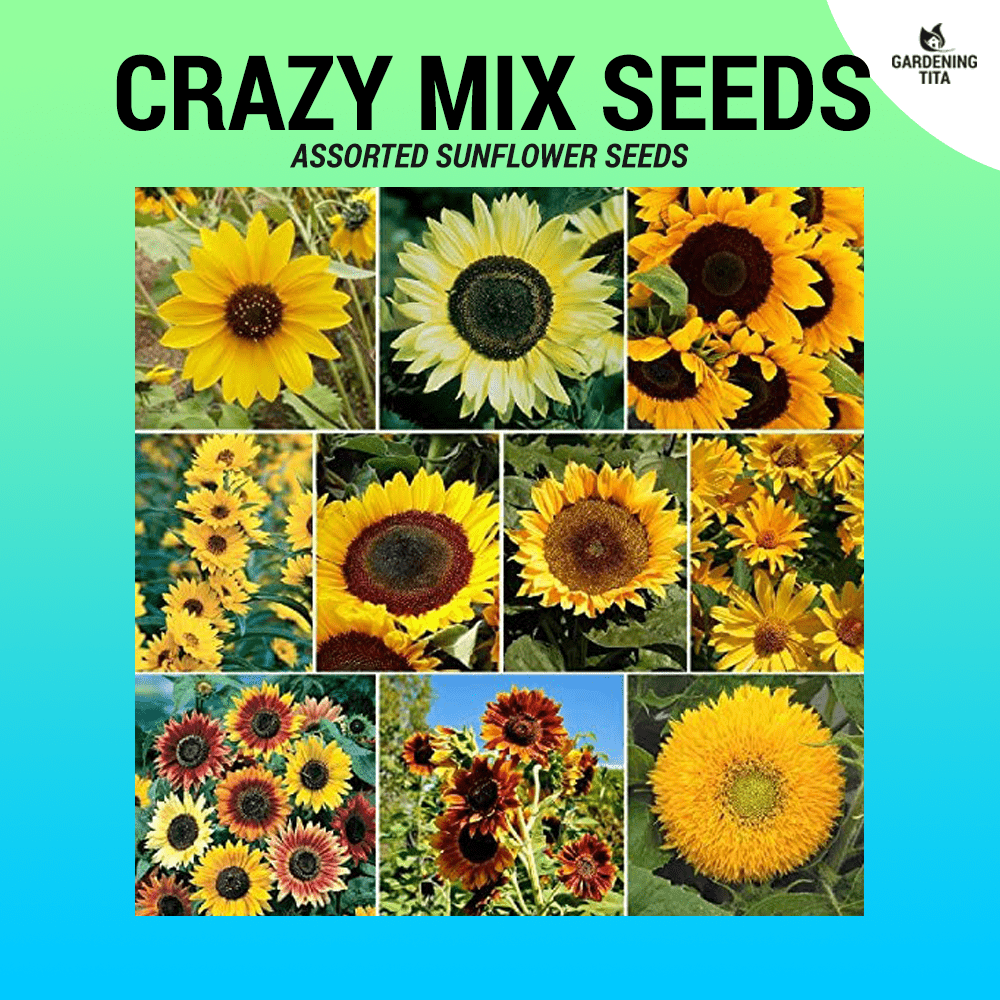 Sunflower Crazy Mix Seeds Sunflower Seeds - Gardening Tita