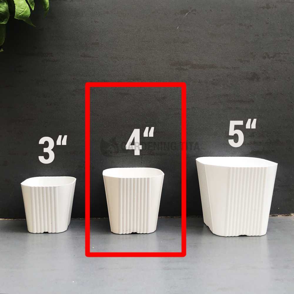 (1pc) White Corrugated pots for Cactus &amp; Succulents - 4 inches