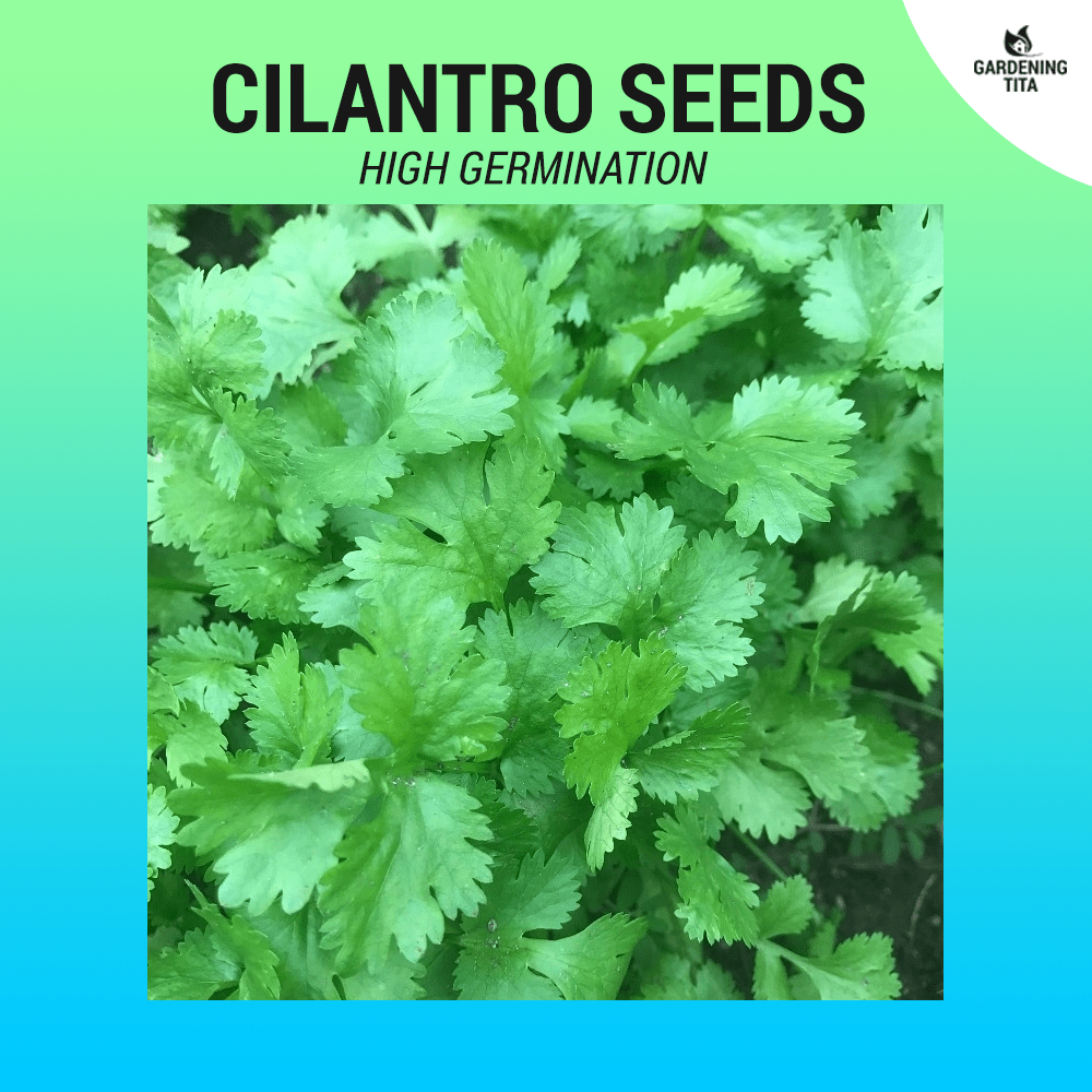 Cilantro seeds ~65 pcs