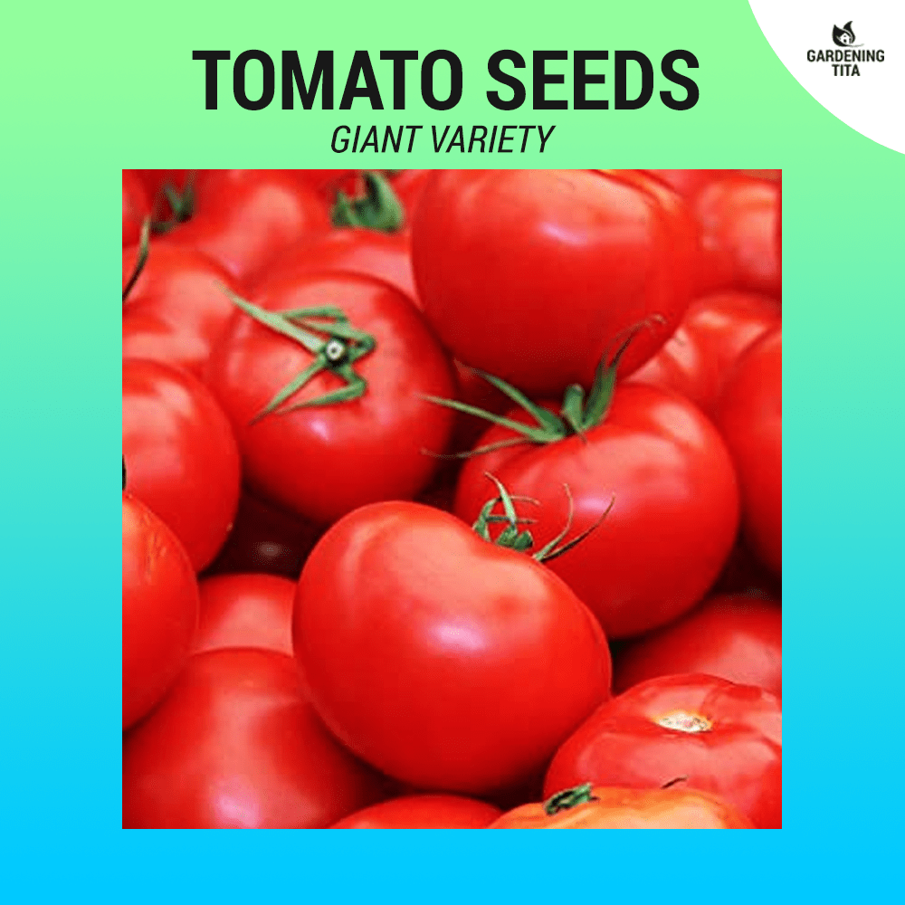 Giant Tomato Seeds (High Germination) 85 seeds