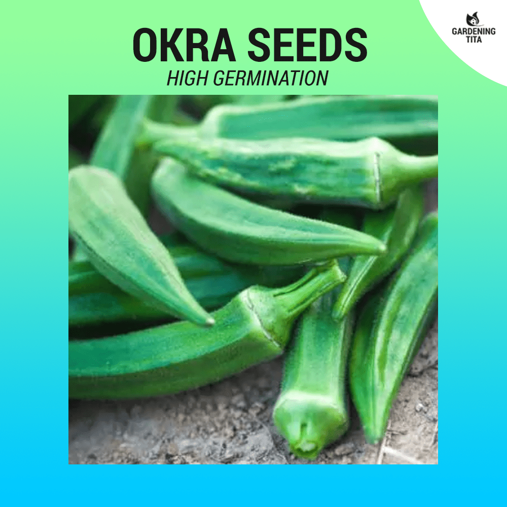 Okra seeds (Smooth Green) ~30 pcs