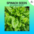 Spinach Seeds (High Germination) 600 seeds