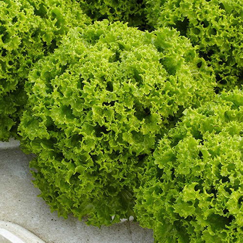 (100 Pills) Dabi Coated Lettuce Seeds (Like Estrossa) by Enza Zaden