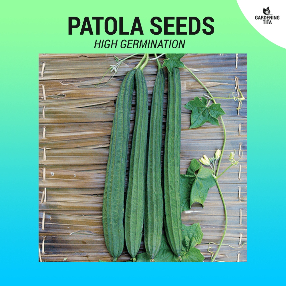 Patola Seeds (Fast Growing) 30 seeds